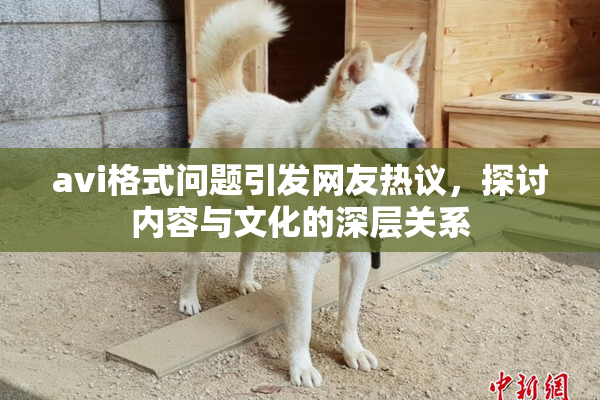 avi格式问题引发网友热议，探讨内容与文化的深层关系