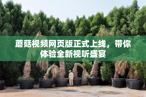 蘑菇视频网页版正式上线，带你体验全新视听盛宴