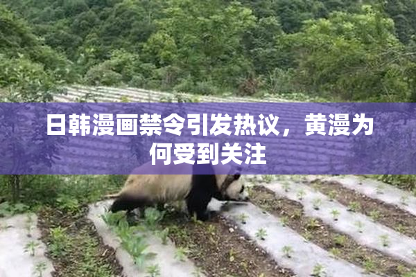 日韩漫画禁令引发热议，黄漫为何受到关注