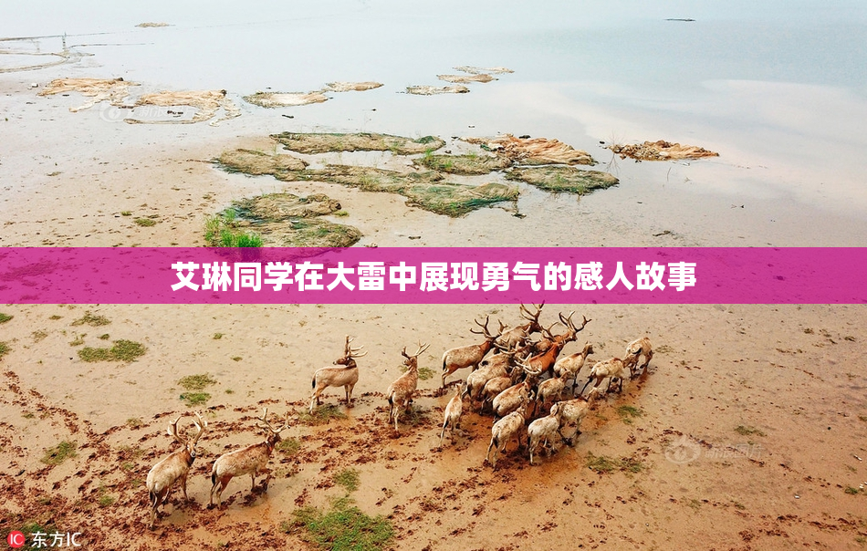 艾琳同学在大雷中展现勇气的感人故事