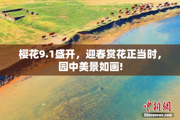樱花9.1盛开，迎春赏花正当时，园中美景如画!
