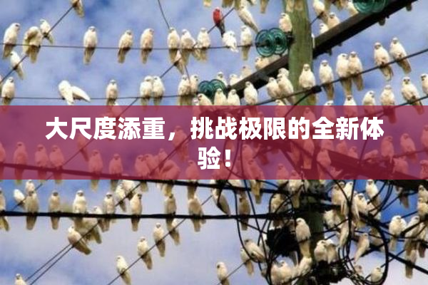 大尺度添重，挑战极限的全新体验！