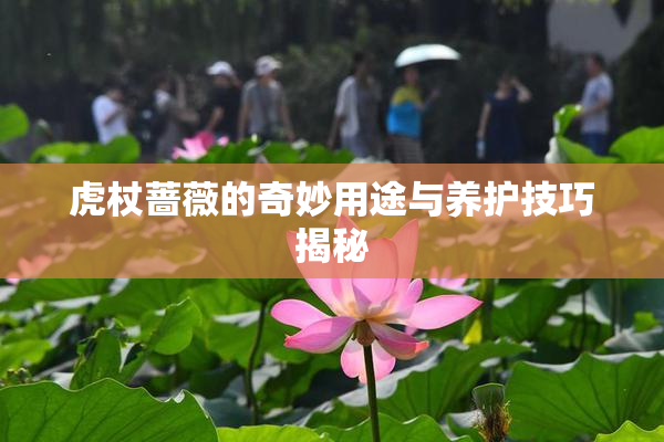 虎杖蔷薇的奇妙用途与养护技巧揭秘