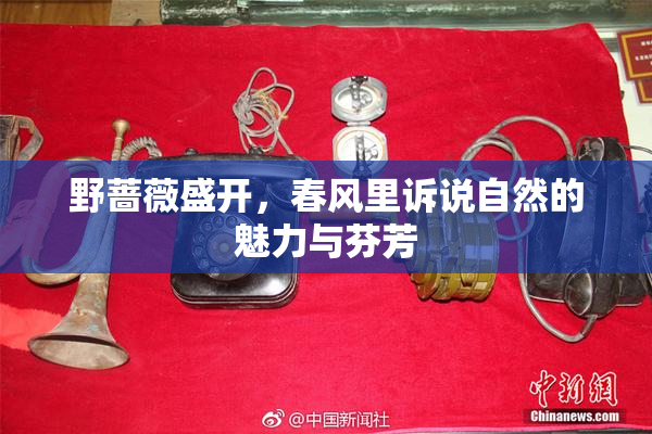 野蔷薇盛开，春风里诉说自然的魅力与芬芳