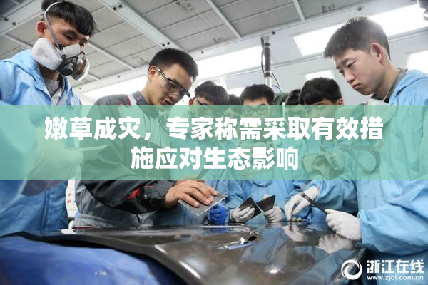 嫩草成灾，专家称需采取有效措施应对生态影响