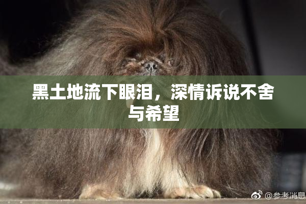 黑土地流下眼泪，深情诉说不舍与希望