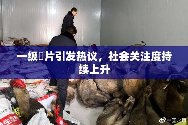 一级婬片引发热议，社会关注度持续上升