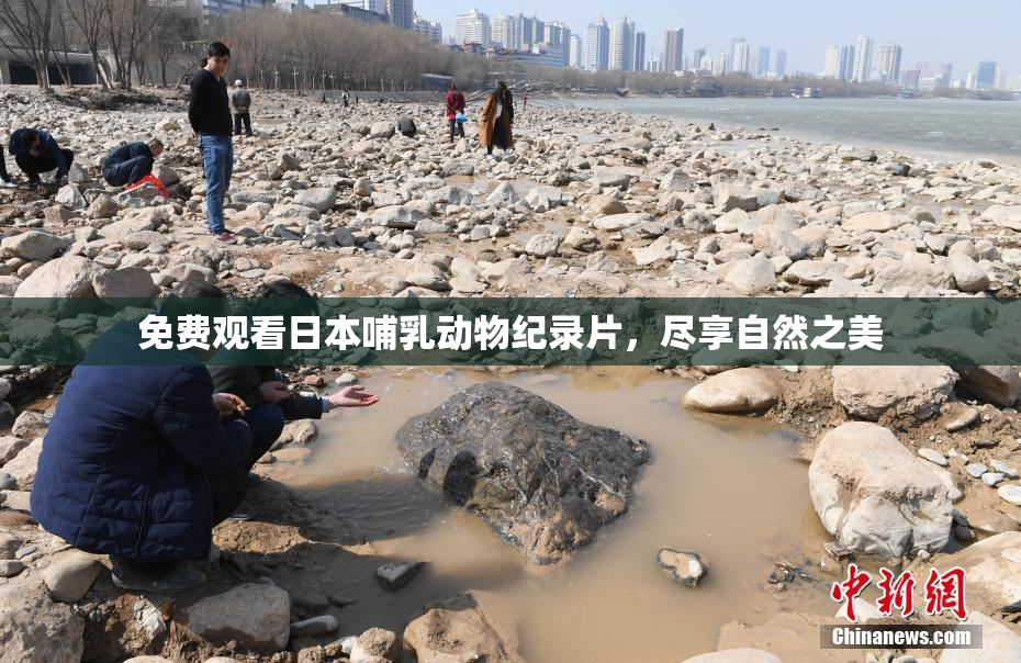 免费观看日本哺乳动物纪录片，尽享自然之美