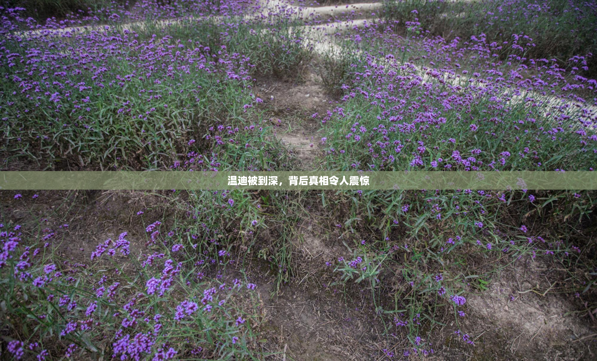 温迪被到深，背后真相令人震惊