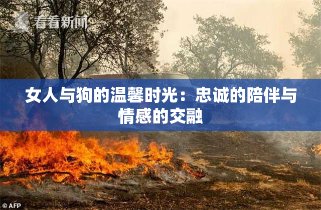 女人与狗的温馨时光：忠诚的陪伴与情感的交融