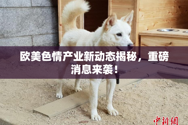 欧美色情产业新动态揭秘，重磅消息来袭！