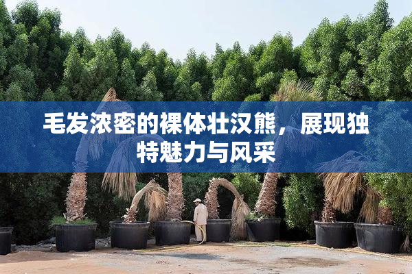 毛发浓密的裸体壮汉熊，展现独特魅力与风采