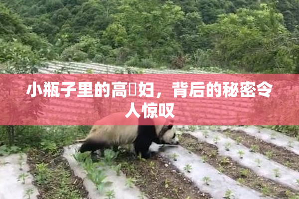 小瓶子里的高婬妇，背后的秘密令人惊叹