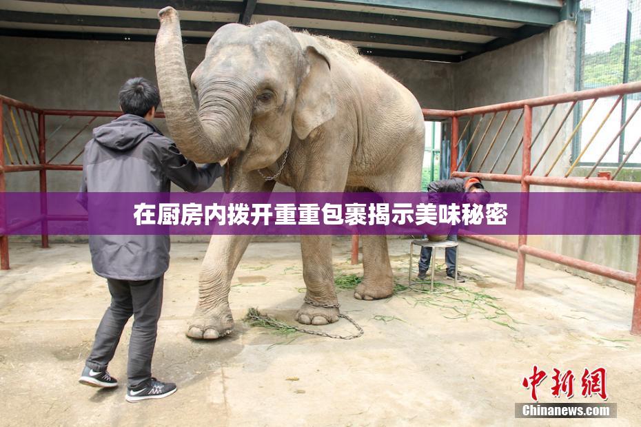 在厨房内拨开重重包裹揭示美味秘密