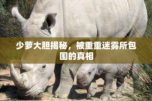 少萝大胆揭秘，被重重迷雾所包围的真相