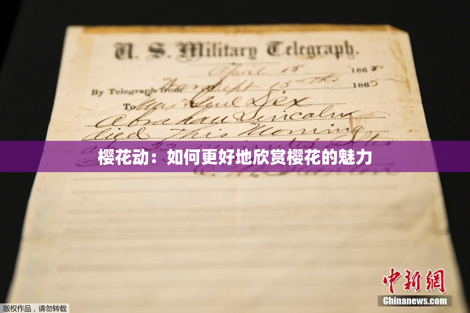 樱花动：如何更好地欣赏樱花的魅力