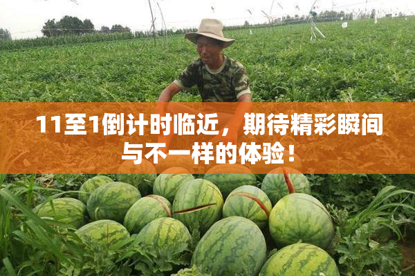 11至1倒计时临近，期待精彩瞬间与不一样的体验！
