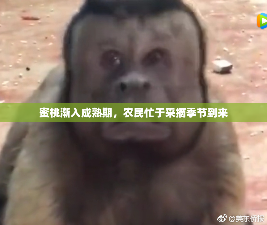 蜜桃渐入成熟期，农民忙于采摘季节到来