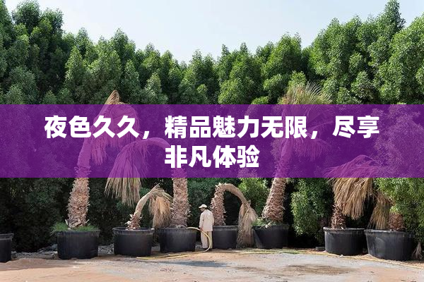 夜色久久，精品魅力无限，尽享非凡体验