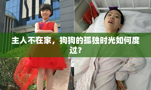 主人不在家，狗狗的孤独时光如何度过？