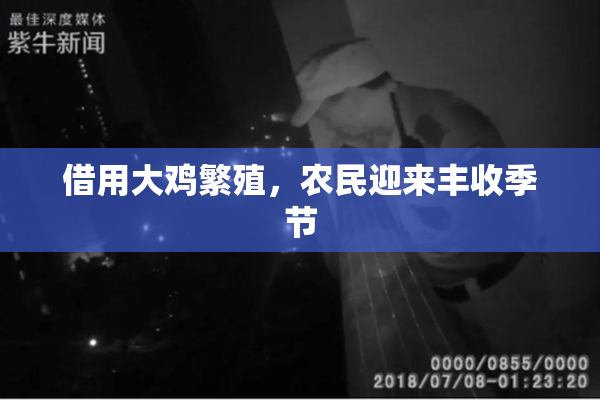 借用大鸡繁殖，农民迎来丰收季节