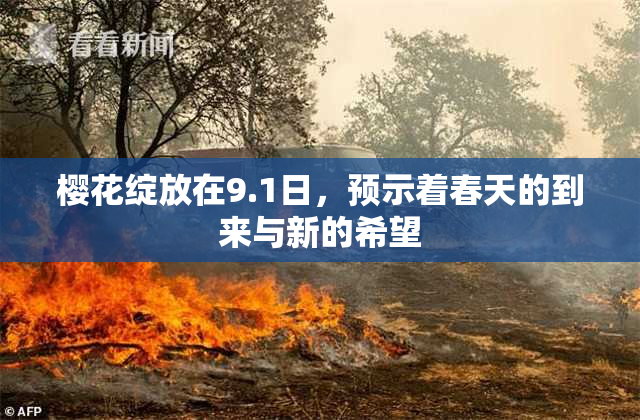 樱花绽放在9.1日，预示着春天的到来与新的希望