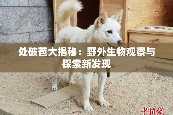 处破苞大揭秘：野外生物观察与探索新发现