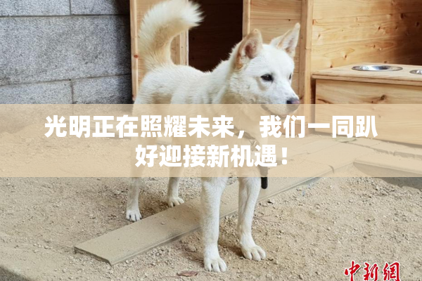 光明正在照耀未来，我们一同趴好迎接新机遇！