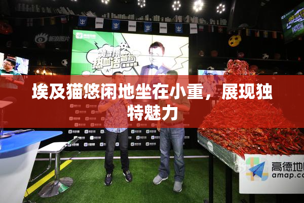 埃及猫悠闲地坐在小重，展现独特魅力