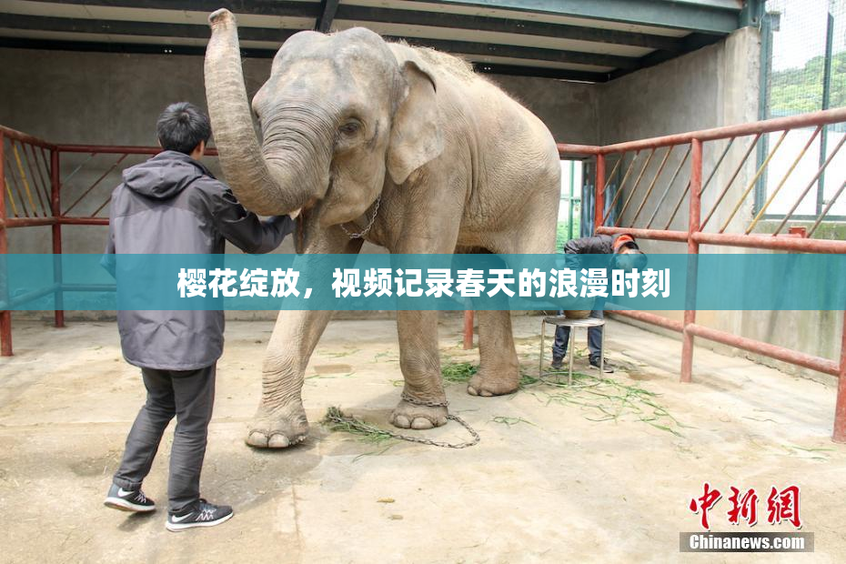 樱花绽放，视频记录春天的浪漫时刻