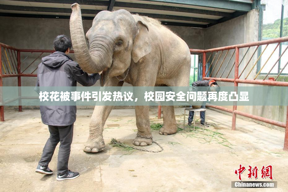校花被事件引发热议，校园安全问题再度凸显