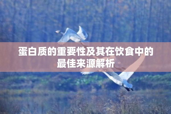 蛋白质的重要性及其在饮食中的最佳来源解析