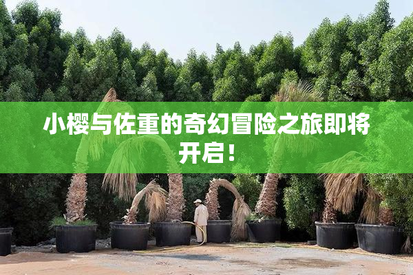 小樱与佐重的奇幻冒险之旅即将开启！