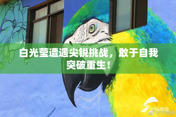 白光莹遭遇尖锐挑战，敢于自我突破重生！