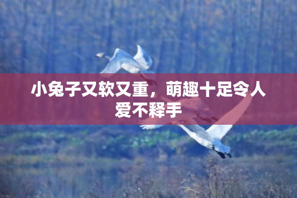 小兔子又软又重，萌趣十足令人爱不释手
