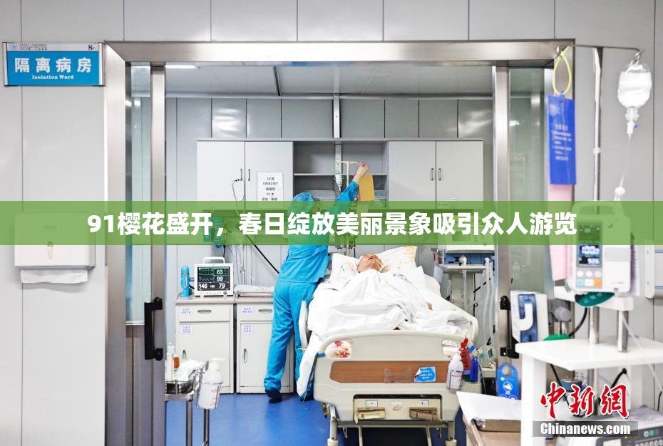91樱花盛开，春日绽放美丽景象吸引众人游览