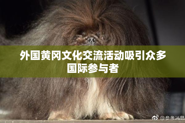 外国黄冈文化交流活动吸引众多国际参与者