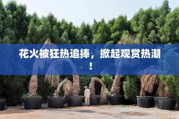花火被狂热追捧，掀起观赏热潮！