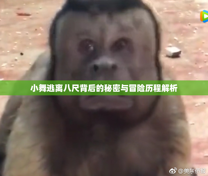 小舞逃离八尺背后的秘密与冒险历程解析