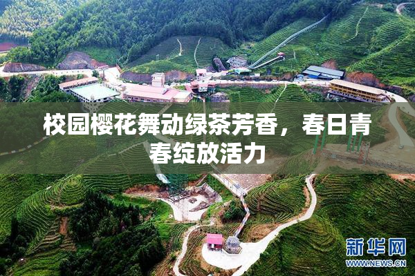 校园樱花舞动绿茶芳香，春日青春绽放活力