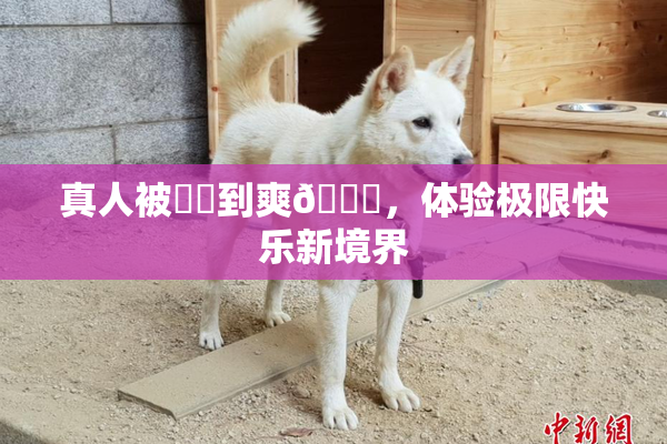 真人被❌‌到爽🔞，体验极限快乐新境界
