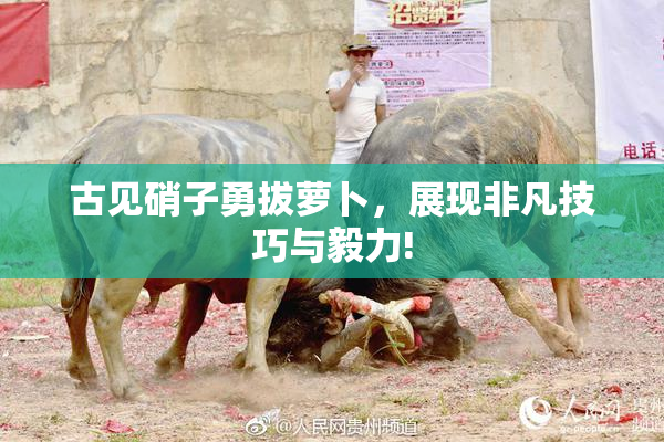 古见硝子勇拔萝卜，展现非凡技巧与毅力!