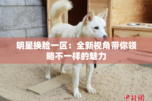 明星换脸一区：全新视角带你领略不一样的魅力