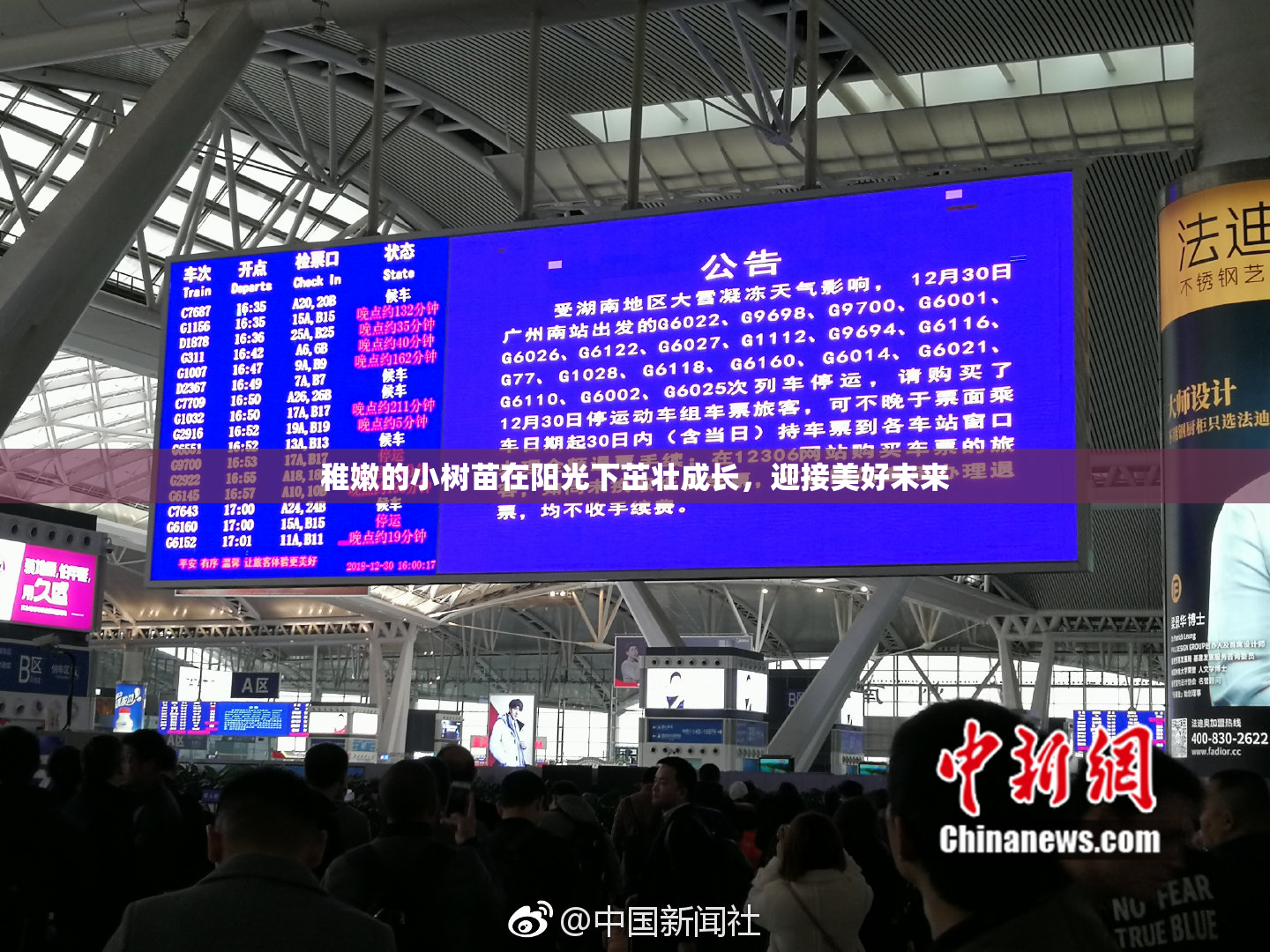 稚嫩的小树苗在阳光下茁壮成长，迎接美好未来