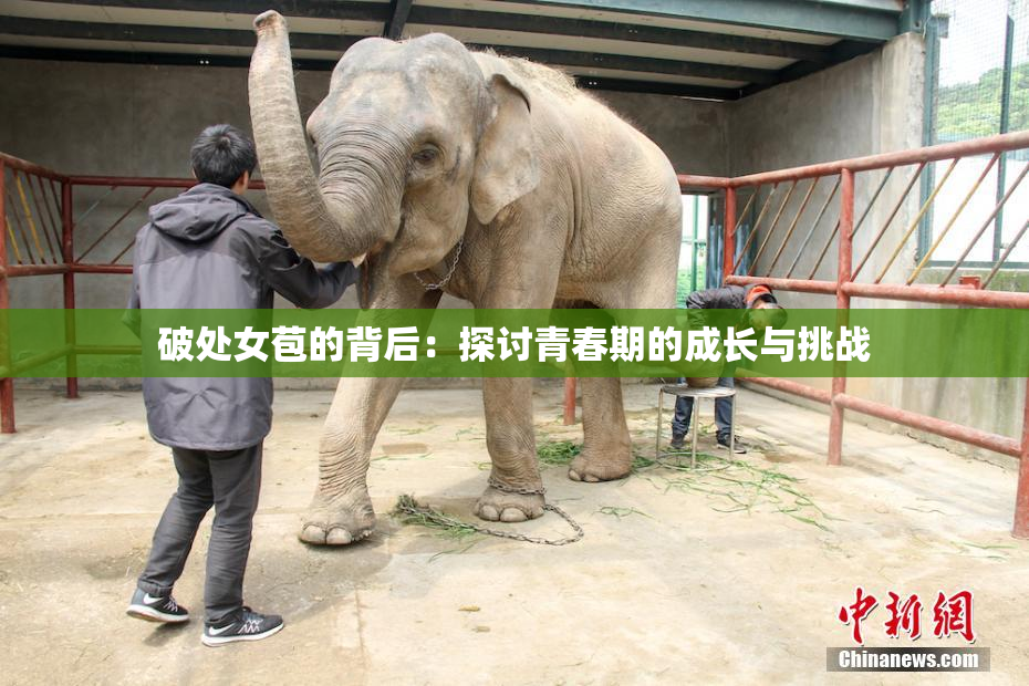 破处女苞的背后：探讨青春期的成长与挑战
