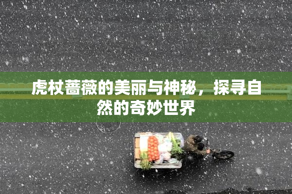 虎杖蔷薇的美丽与神秘，探寻自然的奇妙世界