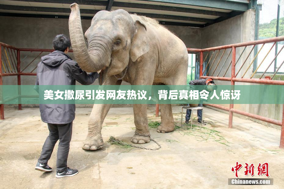美女撒尿引发网友热议，背后真相令人惊讶