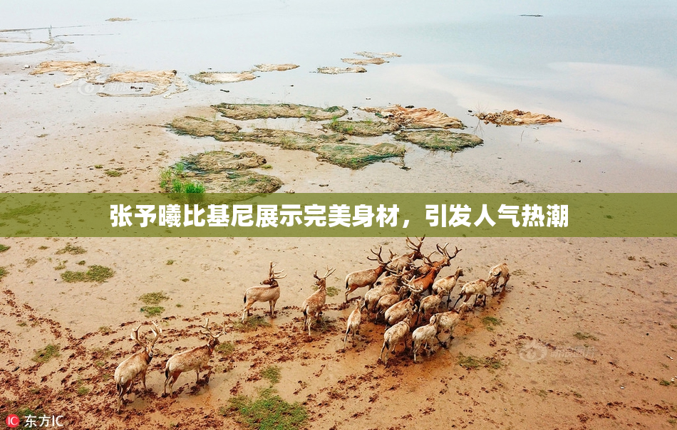 张予曦比基尼展示完美身材，引发人气热潮