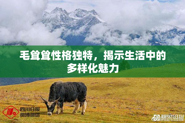 毛耸耸性格独特，揭示生活中的多样化魅力