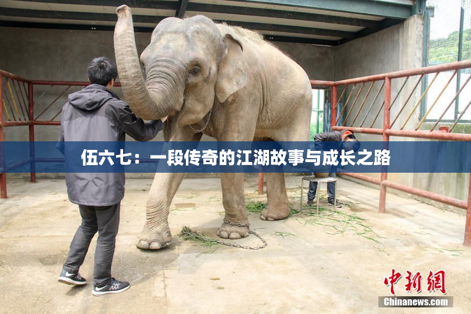 伍六七：一段传奇的江湖故事与成长之路